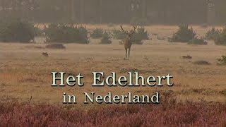 Het Edelhert in Nederland [upl. by Leta]