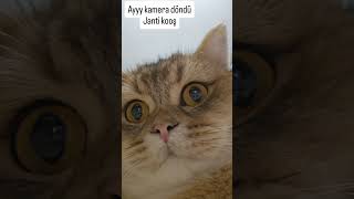 Ritüellerı çozen kediler🤣🤣🐈🐈🙈🙈 violin music song love cat dance kedi dubai catlover funny [upl. by Airolg]