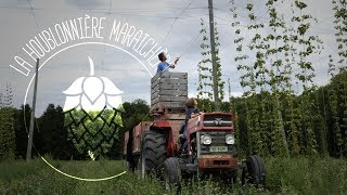 La culture du houblon  la Houblonnière Maraichère [upl. by Aicerg]