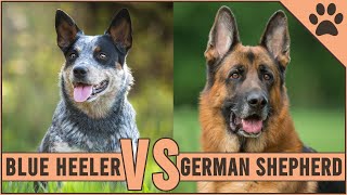 Blue Heeler vs German Shepherd [upl. by Leehar]