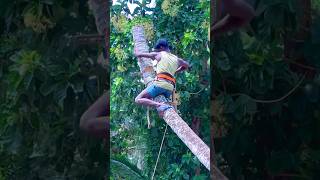 8610339350 tree cutter in kaniyakumari  amazing tree cutting [upl. by Ahsennek]