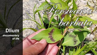 Smartweed Persicaria barbata  part 2 [upl. by Felizio]