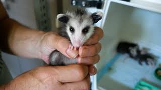 How To Care For Baby Opossums with Primarily Possums [upl. by Attesoj]