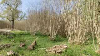 What is coppicing [upl. by Akerdna780]