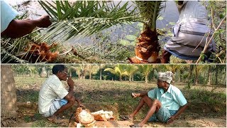 Cutting Palm Tree to Discover Heart of Palm Swamp Cabbage Strew Vegetable Village Foods [upl. by Adnarrim]