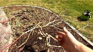 Pruning a Japanese Laceleaf Maple Tree [upl. by Wesley]