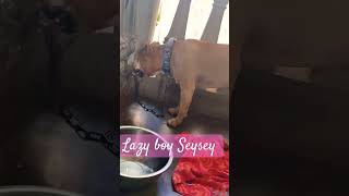 Seysey doglover shortsfeed petfood petloverscommunity [upl. by Christmas]