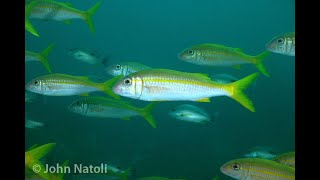 Goldstripe Goatfish  Mulloidichthys vanicolensis [upl. by Karlotte]