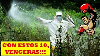 HERBICIDAS PARA EL CULTIVO DE MAIZ  CONTROL DE MALEZAS  AGRONOMIA  AGRICULTURA [upl. by Kimberlee579]