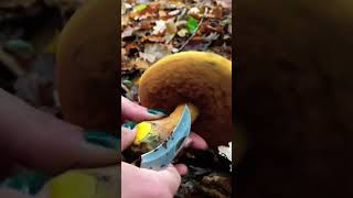 Flockenstieliger Hexenröhrling 🍴 Neoboletus Erythropus pilze boletus funghi wald mushroom [upl. by Ellynn]