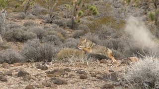 Hunting African Nile crocodiles with snipers part two [upl. by Kedezihclem]