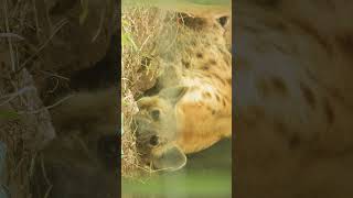 Striped Hyena  FisiMadoa  4K UHD Video Tanzania WANYAMA PORI Sabasaba 2022 [upl. by Sidwohl]