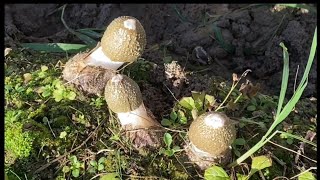 Immersive Mushroom Picking Is Really Fun 27 [upl. by Magocsi]