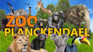 Planckendael  Belgiens ZooGeheimtipp  ZooEindruck [upl. by Barolet]