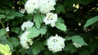 Cornus stolonifera [upl. by Ardnoed]