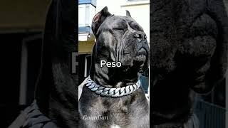 Cane Corso Vs Rottweiler [upl. by Malsi292]