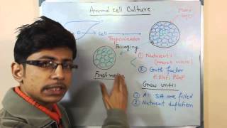 Animal cell culture 7  cell culture in media [upl. by King324]