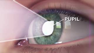 How eyes works Animation explained within one minute [upl. by Adiazteb869]