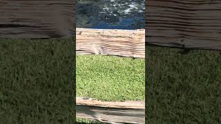 Gator Watch On Kiawah golf shorts standupcomedy [upl. by Eednus432]