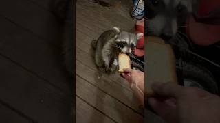 Raccoon prefers cat food over peanut butter sandwich [upl. by Asiruam]