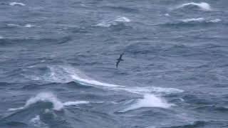 Sooty Shearwater  Grålira Ardenna grisea [upl. by Ettenyar]