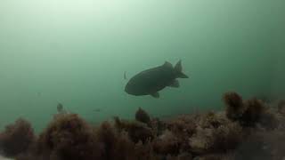 20211014  Tautog at High Pine Ledge [upl. by Oironoh]