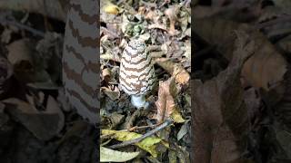 Coprinopsis picacea  Гнойовик сорочий mushroom nature природа ліс wildlife [upl. by Suoilenroc]