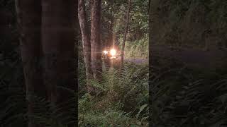 Indian wild guar seen in athirappally to malakkapara road [upl. by Henricks]