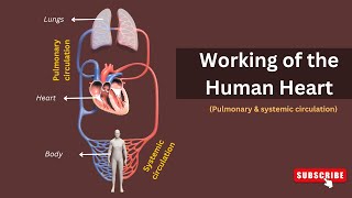 How Your Heart Works Exploring The Double Circulation Of Pulmonary And Systemic Circulation [upl. by Dunc]