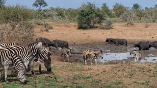 Buffalo zebra and warthog eating relaxing and cooling down on a hot day in Kruger National Park [upl. by Chrissy315]