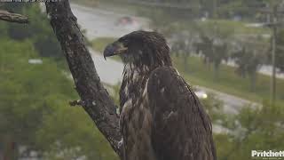 Its still raining E23 has returned home ❤ 182520240322 Southwest Florida Eagle Cam [upl. by Jecho549]