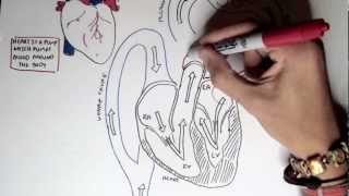 Cardiology  Heart Physiology I Cardiac Myocyte and Membrane Potential [upl. by Zendah]