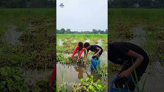 Village Boys Catching By Hand Fishing part10 shorts handfishing fish fishing [upl. by Fraze462]