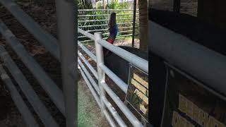 burung kasawari cassowary [upl. by Lander]