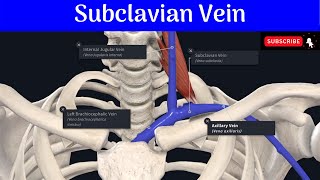 Subclavian Vein  Commencement  Termination  Relations  Tributaries Anatomy mbbs education [upl. by Recnal274]