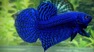 betta fighter fish  siamese fighting fish 4k  betta fish habitat in the wild  aquarium 4k [upl. by Alesandrini]