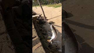 Beach fishing fishing fishingvideo beachfishing fish malayalam [upl. by Misa]