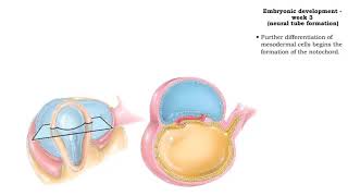 Embryonic development  Week 3 [upl. by Landrum]