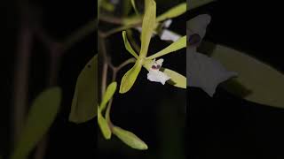 Encyclia linearifolioides orchidgarden nature orchidworld orchids orchidslover [upl. by Ehrenberg694]