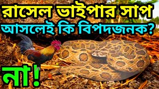 চন্দ্রবোড়া বা উলুবোড়াRussells viper snakeরাসেল ভাইপার সাপ Daboia russelii snake [upl. by Atisusej]