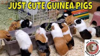 Just Cute Guinea Pigs [upl. by Ecylla321]