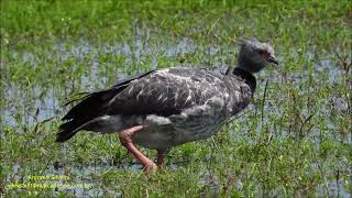 Southern Screamer Chauna torquata UY by Antonio Silveira [upl. by Tupler478]