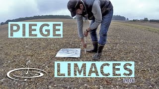 Piège à limace sur colza  2016 [upl. by Pisano830]