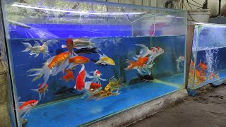 Ratusan ekor Koleksi ikan koi slayer ekor panjang di aquarium [upl. by Aelat227]