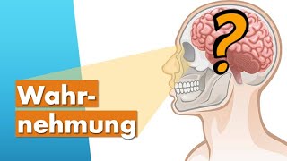 Menschliche Wahrnehmung einfach erklärt Wahrnehmungspsychologie [upl. by Kaila]