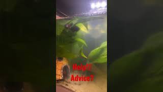 How to fix Bacterial bloom in fish tank Advice Suggestions [upl. by Arik209]