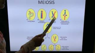 General Embryology Mitosis Meiosis and Gametogenesis  By Dr Vijaya [upl. by Odnama]