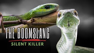 The Boomslang  Silent Killer [upl. by Pattin]