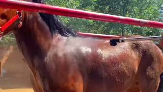 For all horse lovers  Live Stream November 19 2024 [upl. by Felise]