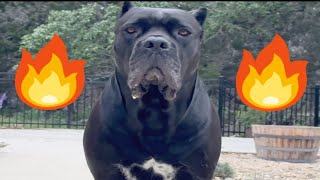 CANE CORSO Protection in ACTION Ultimate GUARD DOG [upl. by Denbrook]